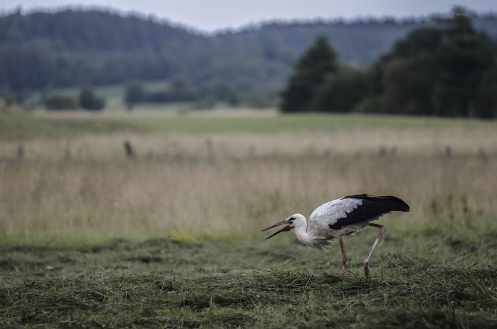 Agropensjonat Stręgielek Exteriör bild